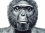 Ardi – Arti Nama dan Nama Tengah Yang Cocok