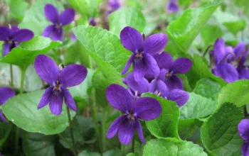 Banafsha – Arti Nama dan Nama Tengah Yang Cocok