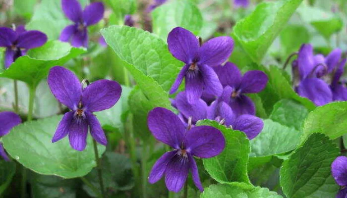 Banafsha – Arti Nama dan Nama Tengah Yang Cocok