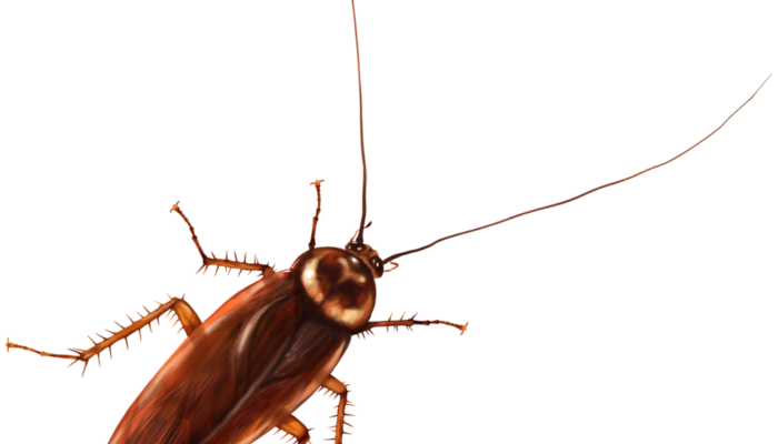 Barata – Arti Nama dan Nama Tengah Yang Cocok