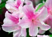 Azalia – Arti Nama dan Nama Tengah Yang Cocok